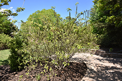 Carolina Parakeet Variegated Spiketail (Stachyurus 'Carolina Parakeet') at Lakeshore Garden Centres