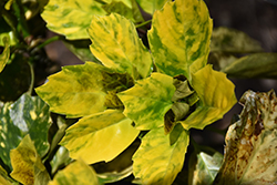 Suruga Benten Aucuba (Aucuba japonica 'Suruga Benten') at Lakeshore Garden Centres