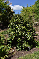 Purple Queen Banana Shrub (Magnolia figo 'Purple Queen') at Lakeshore Garden Centres