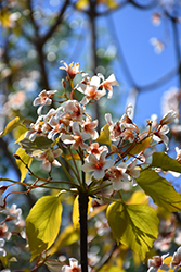 Tung Oil Tree (Vernicia fordii) at Lakeshore Garden Centres