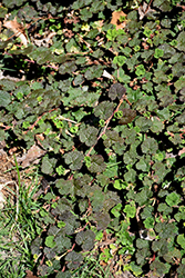 Sonya's Parasol Creeping Rasberry (Rubus rolfei 'Sonya's Parasol') at Lakeshore Garden Centres