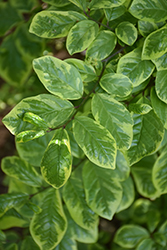 Pearl Frost Orixa (Orixa japonica 'Pearl Frost') at Lakeshore Garden Centres