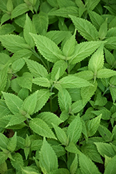 Trumpet Spurflower (Rabdosia longituba) at Lakeshore Garden Centres