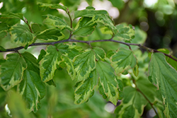 Persian Lace Parrotia (Parrotia persica 'Persian Lace') at Lakeshore Garden Centres