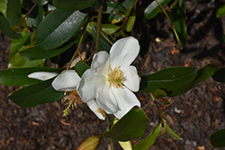 Michelle Magnolia (Magnolia laevifolia 'Michelle') at Lakeshore Garden Centres