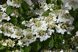 Weeping Magic Doublefile Viburnum (Viburnum plicatum 'Weeping Magic') at Lakeshore Garden Centres