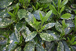 Subaru Aucuba (Aucuba japonica 'Subaru') at Lakeshore Garden Centres