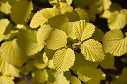 Akira's Sun Viburnum (Viburnum dilatatum 'Akira's Sun') at Lakeshore Garden Centres