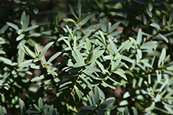 Tapawera Hebe (Hebe 'Tapawera') at Lakeshore Garden Centres