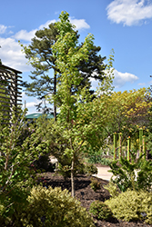 Golden Dragon Purpleblow Maple (Acer truncatum 'Golden Dragon') at Lakeshore Garden Centres
