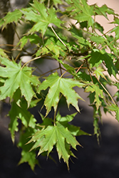 Golden Dragon Purpleblow Maple (Acer truncatum 'Golden Dragon') at Lakeshore Garden Centres