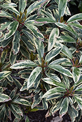 Mountain Dove Japanese Daphniphyllum (Daphniphyllum teijsmannii 'Mountain Dove') at Lakeshore Garden Centres