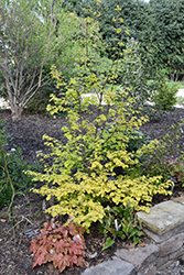 Akira's Sun Viburnum (Viburnum dilatatum 'Akira's Sun') at Lakeshore Garden Centres
