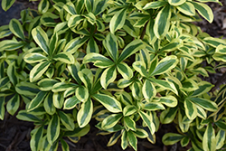 Rebecca Variegated Winter Daphne (Daphne odora 'Hewreb') at Lakeshore Garden Centres