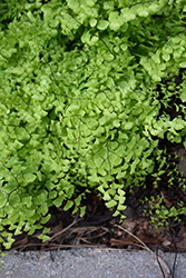 Bermuda Run Southern Maidenhair Fern (Adiantum capillus-veneris 'Bermuda Run') at Lakeshore Garden Centres