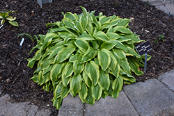 Carolina Sunshine Hosta (Hosta 'Carolina Sunshine') at Lakeshore Garden Centres