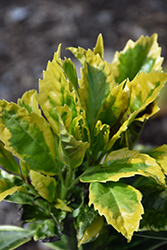 Eclipse Aucuba (Aucuba japonica 'Eclipse') at Lakeshore Garden Centres