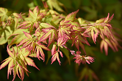 Kashima Yatsubusa Japanese Maple (Acer palmatum 'Kashima Yatsubusa') at Lakeshore Garden Centres