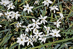 Alberto Castillo Spring Starflower (Ipheion 'Alberto Castillo') at Lakeshore Garden Centres