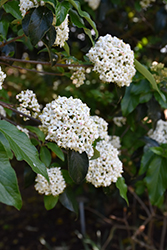 Chesapeake Viburnum (Viburnum 'Chesapeake') at Lakeshore Garden Centres