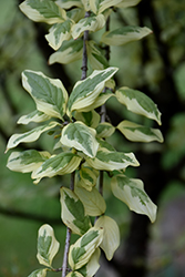 Variegated Cornelian Cherry Dogwood (Cornus mas 'Variegata') at Lakeshore Garden Centres