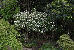 Chesapeake Viburnum (Viburnum 'Chesapeake') at Lakeshore Garden Centres