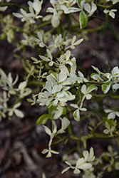 Snow Dragon Japanese Bitter Orange (Poncirus trifoliata 'Snow Dragon') at Lakeshore Garden Centres