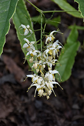 Wushan Fairy Wings (Epimedium wushanense) at Lakeshore Garden Centres