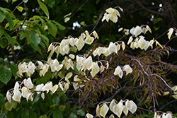 Amethyst Mist Redbud (Cercis canadensis 'Amethyst Mist') at Lakeshore Garden Centres