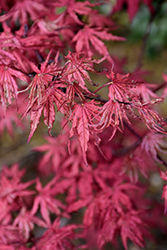 Amagi Shigure Japanese Maple (Acer palmatum 'Amagi Shigure') at Lakeshore Garden Centres