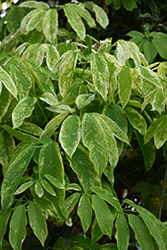 Cartwheel Variegated Stauntonia Vine (Stauntonia hexaphylla 'Cartwheel') at Lakeshore Garden Centres
