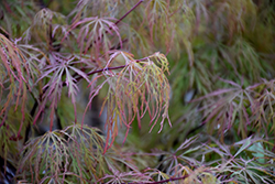 Raraflora Japanese Maple (Acer palmatum 'Raraflora') at Lakeshore Garden Centres