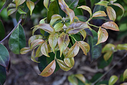 Moonshine Chinese Dogwood (Cornus hongkongensis 'Gekkou') at Lakeshore Garden Centres