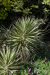Variegated Spanish Bayonet (Yucca aloifolia 'Variegata') at Lakeshore Garden Centres