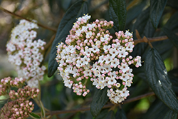 Prague Viburnum (Viburnum x pragense) at Lakeshore Garden Centres
