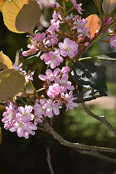 Rosalinda Indian Hawthorn (Rhaphiolepis indica 'Conda') at Lakeshore Garden Centres