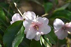 Blushing Fountains Camellia (Camellia 'Blushing Fountains') at Lakeshore Garden Centres