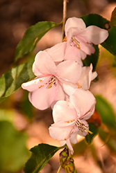 Blushing Fountains Camellia (Camellia 'Blushing Fountains') at Lakeshore Garden Centres