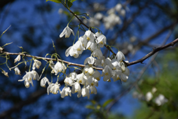 Two Winged Silverbell (Halesia diptera 'var. magniflora') at Lakeshore Garden Centres