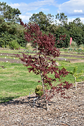 Red Dawn Full Moon Maple (Acer shirasawanum 'Red Dawn') at Lakeshore Garden Centres