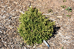 Butterball Japanese Cedar (Cryptomeria japonica 'Butterball') at Lakeshore Garden Centres