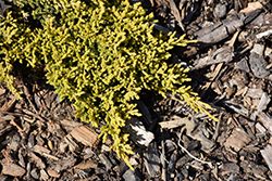 Maiden Gold Juniper (Juniperus horizontalis 'Maiden Gold') at Lakeshore Garden Centres