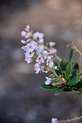 Chipolo Pink Titi Tree (Cliftonia monophylla 'Chipolo Pink') at Lakeshore Garden Centres