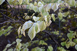 Mardi Gras Redbud (Cercis canadensis 'Mardi Gras') at Lakeshore Garden Centres