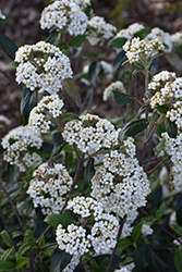 Pearlific Viburnum (Viburnum 'PIIVIB-I') at Lakeshore Garden Centres