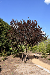 Purple Pride Plum (Prunus 'Purple Pride') at Lakeshore Garden Centres