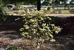 Mardi Gras Redbud (Cercis canadensis 'Mardi Gras') at Lakeshore Garden Centres