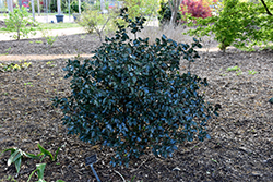 Purple Frost Meserve Holly (Ilex x meserveae 'Purple Frost') at Lakeshore Garden Centres