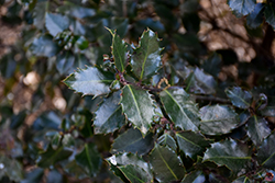 Purple Frost Meserve Holly (Ilex x meserveae 'Purple Frost') at Lakeshore Garden Centres