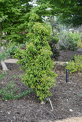Shii-Mochi Japanese Holly (Ilex buergeri) at Lakeshore Garden Centres